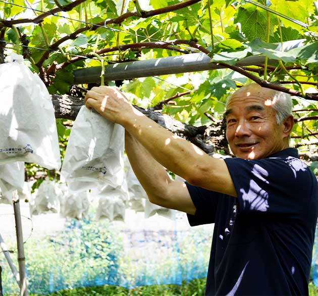 野見山ブドウ園主