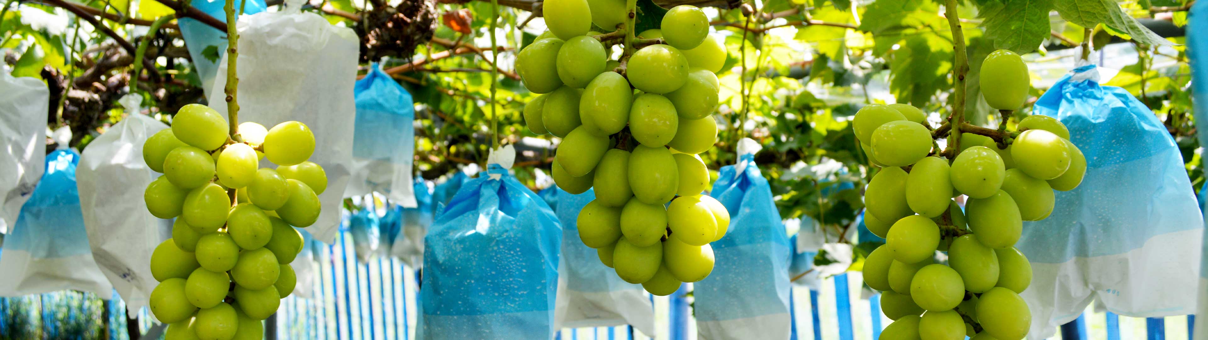 シャインマスカット