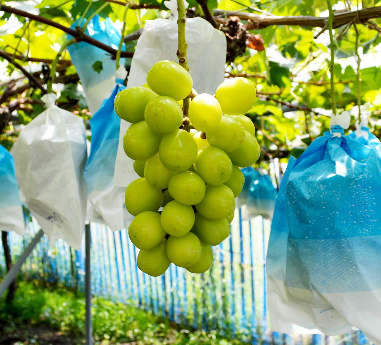 シャインマスカット